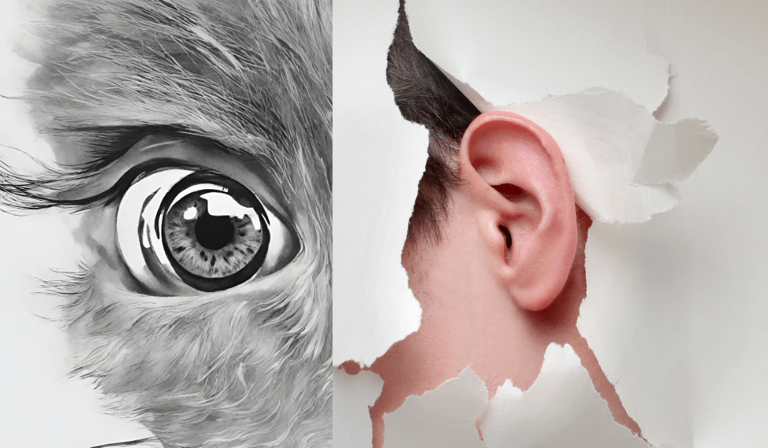 Eyes vs Ears: Which is better?